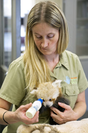 Red Panda Cubs, 09/04/2014